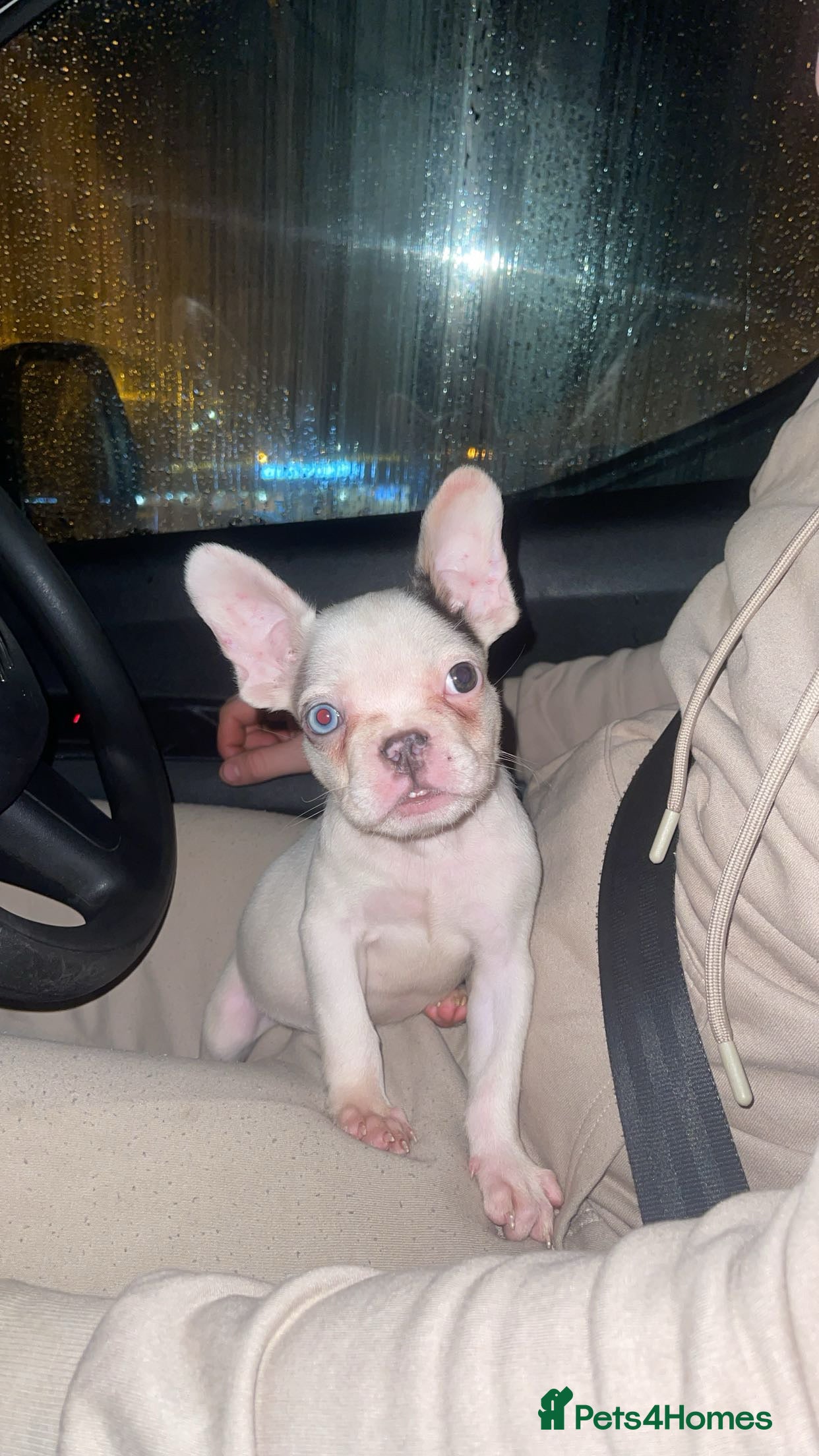 French Bulldog dogs Female French Bulldog Puppy - Advert 1