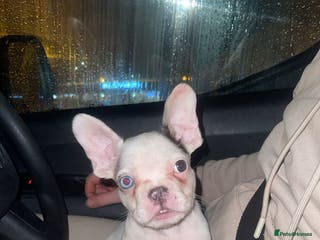 French Bulldog dogs Female French Bulldog Puppy - Advert 18