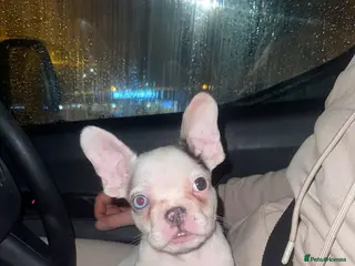 French Bulldog dogs Female French Bulldog Puppy - Advert 14