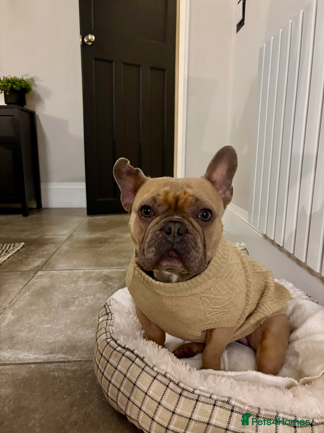 French Bulldog dogs for sale: French Bulldog Rehome - Advert 2