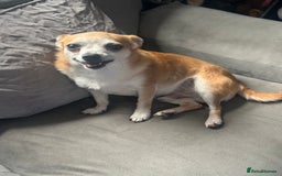 Chihuahua dogs for sale: Male Chihuahua looking for forever home - Image 8