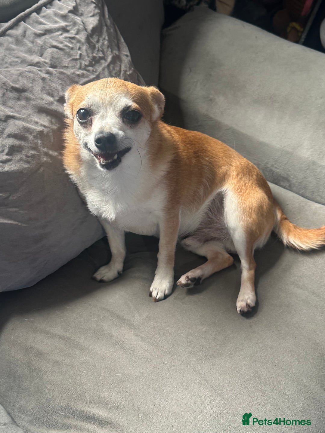 Chihuahua dogs for sale: Male Chihuahua looking for forever home - Image 8