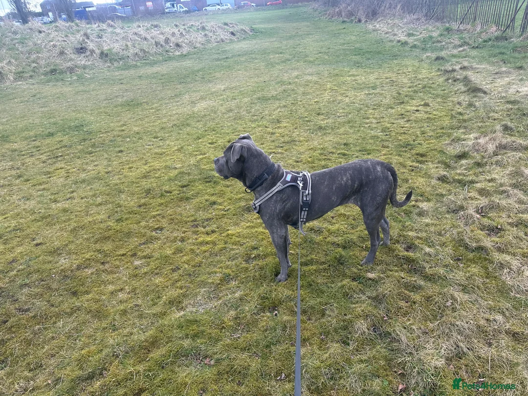 Mixed Breed dogs for sale: Staffy x cane Corso  in Stoke-on-Trent - Advert 7