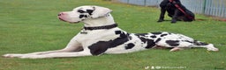 Great Dane dogs for stud: Great Dane for Stud in Bathgate - Advert 6