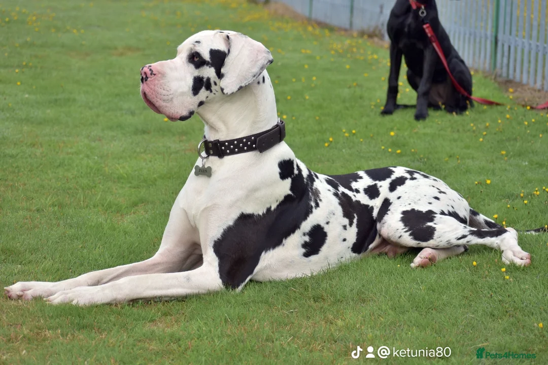 Great Dane dogs for stud: Great Dane for Stud in Bathgate - Advert 6