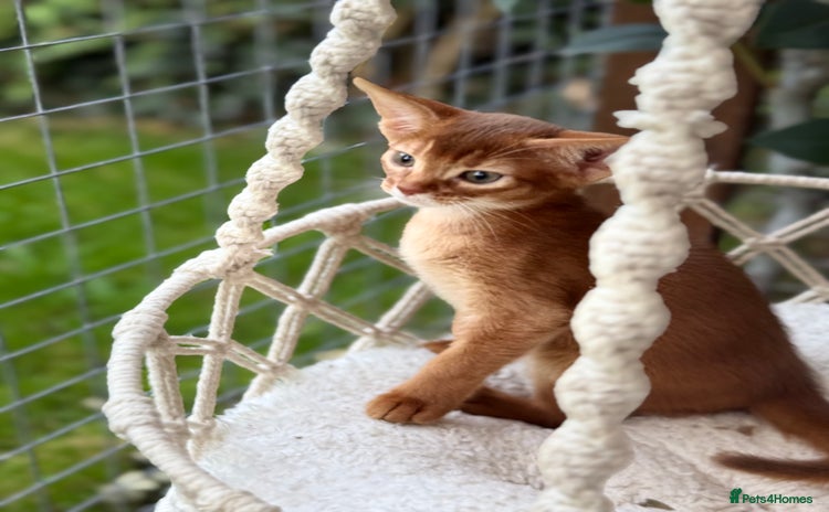 Abyssinian cats - Advert 3