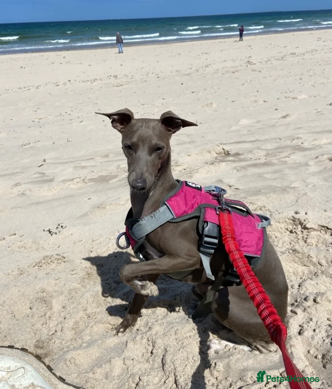 Italian Greyhound dogs for stud: Italian greyhound for stud -unproven  - Advert 1