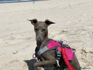 Italian Greyhound dogs Italian greyhound for stud -unproven - Advert 2