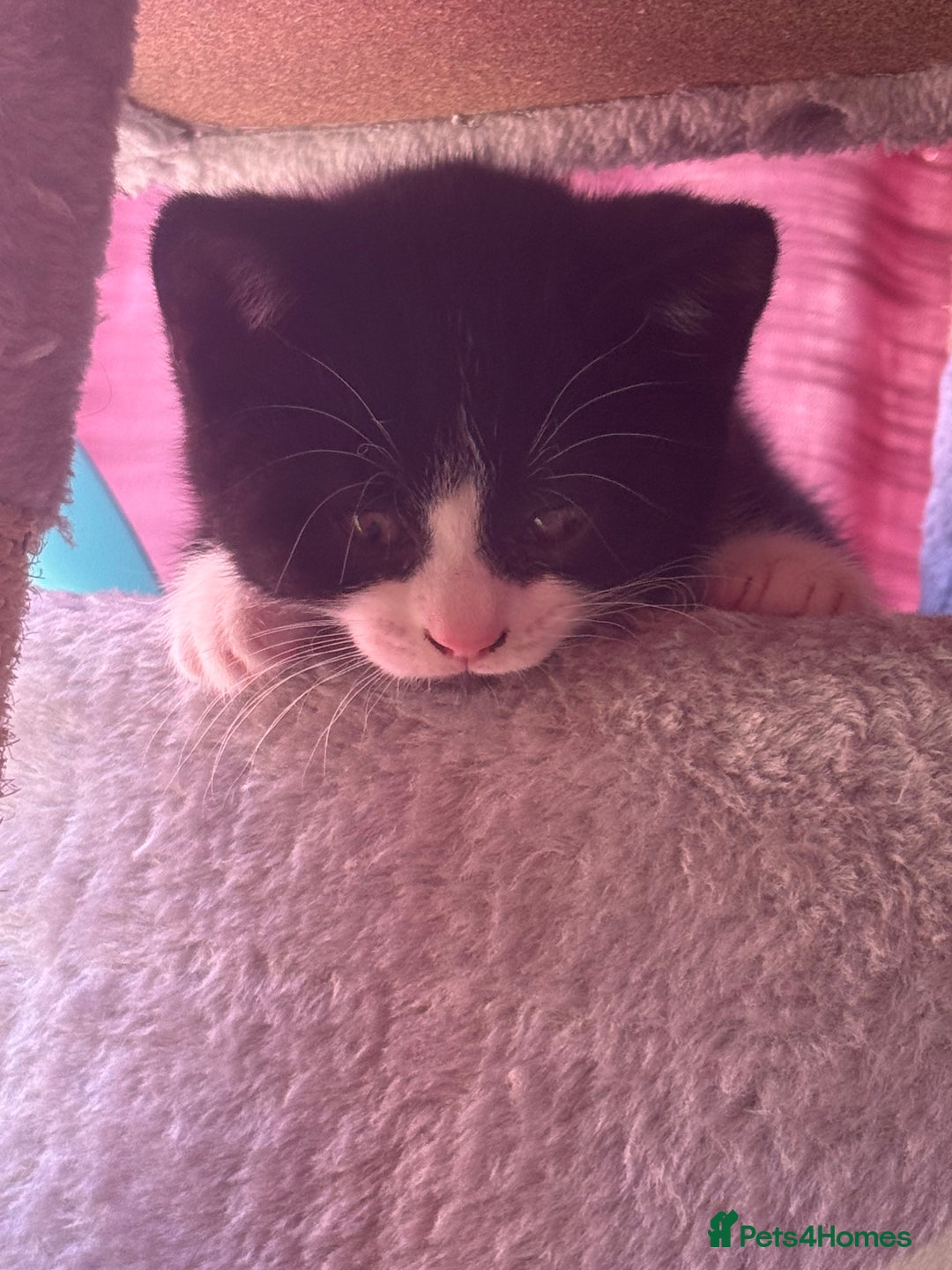 Brazilian Shorthair cats for sale: Kitten 🐈‍⬛  - Image 17