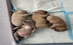 French Bulldog dogs for sale: French bulldog puppies - Image 17
