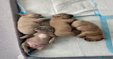 French Bulldog dogs - Advert 9