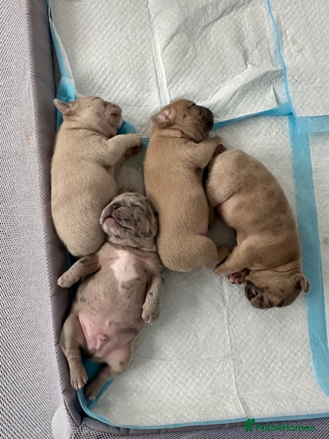 French Bulldog dogs for sale: French bulldog puppies - Image 17