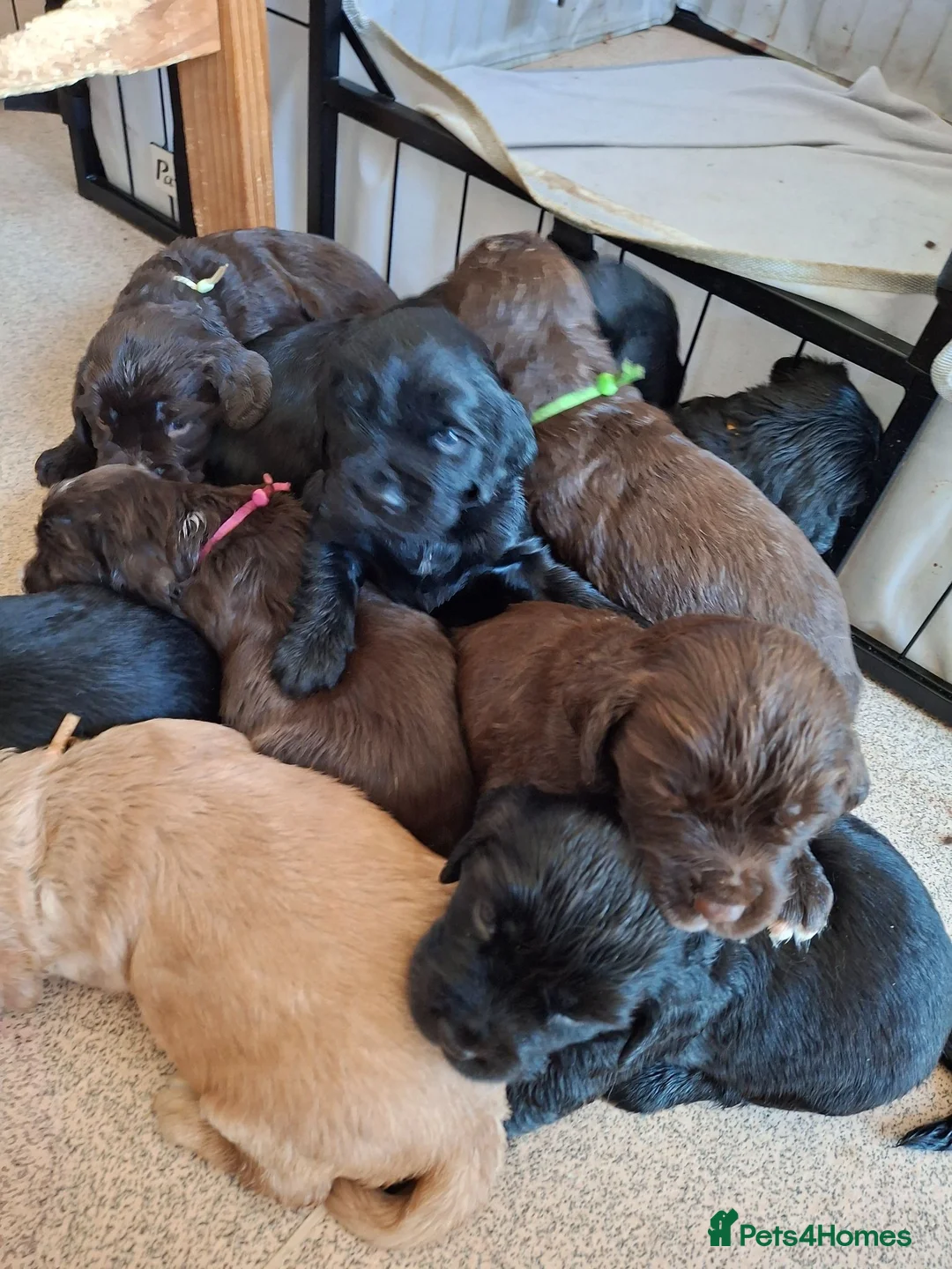 Cocker Spaniel dogs for sale: Cocker spaniels ready to reserve - Advert 1