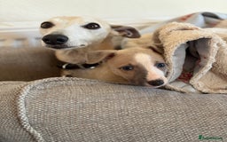 Whippet dogs for sale: KC Whippet puppies - Image 4