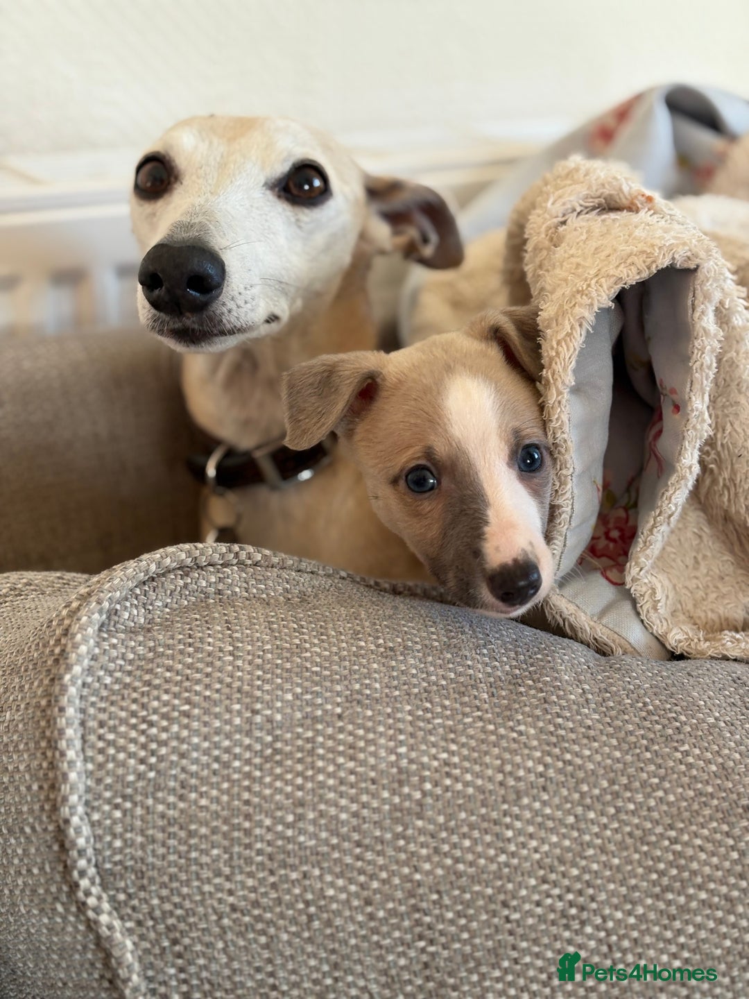 Whippet dogs for sale: KC Whippet puppies - Image 4
