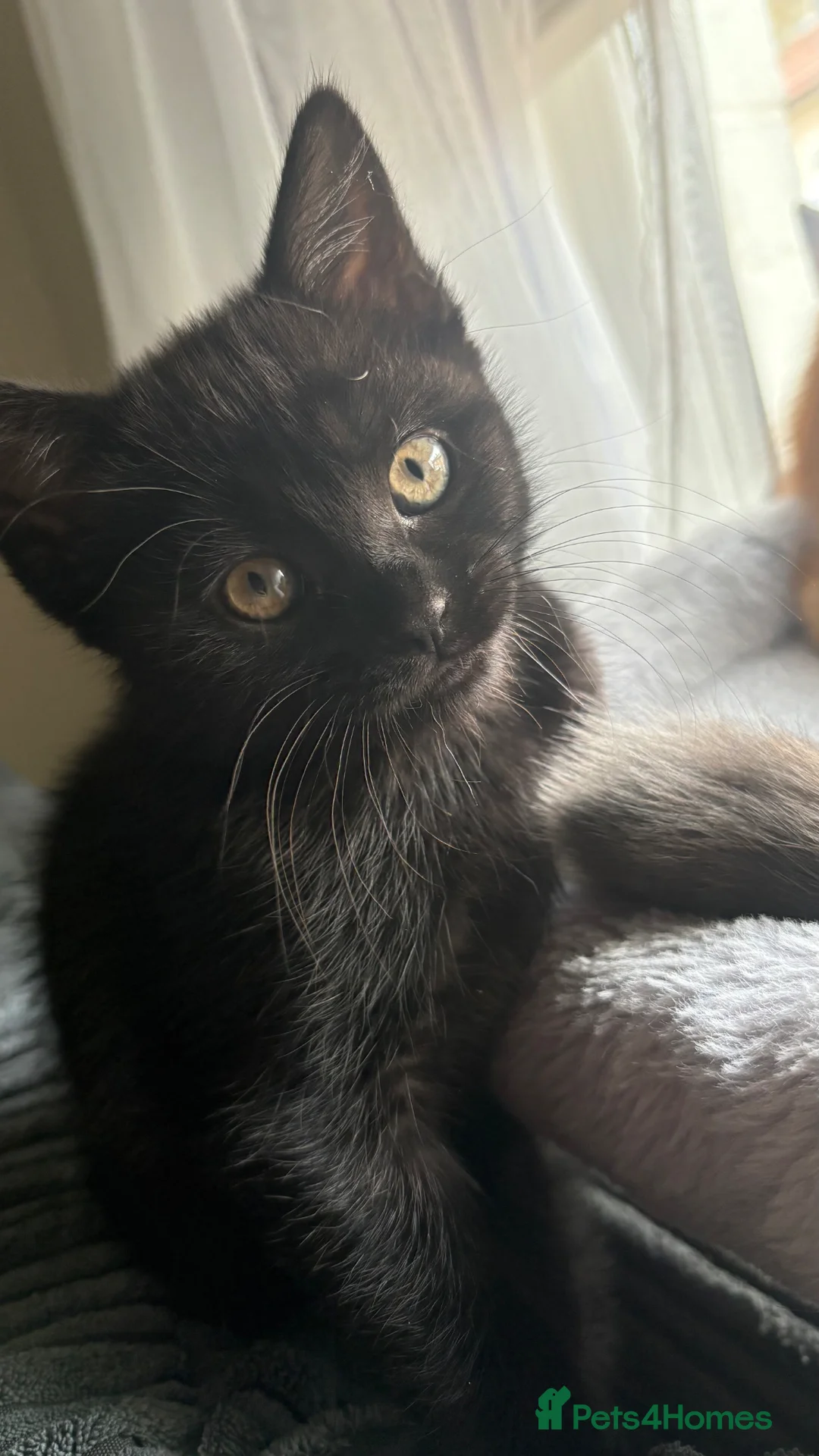 Mixed Breed cats for sale: Female Kitten for sale  in Reading - Advert 2