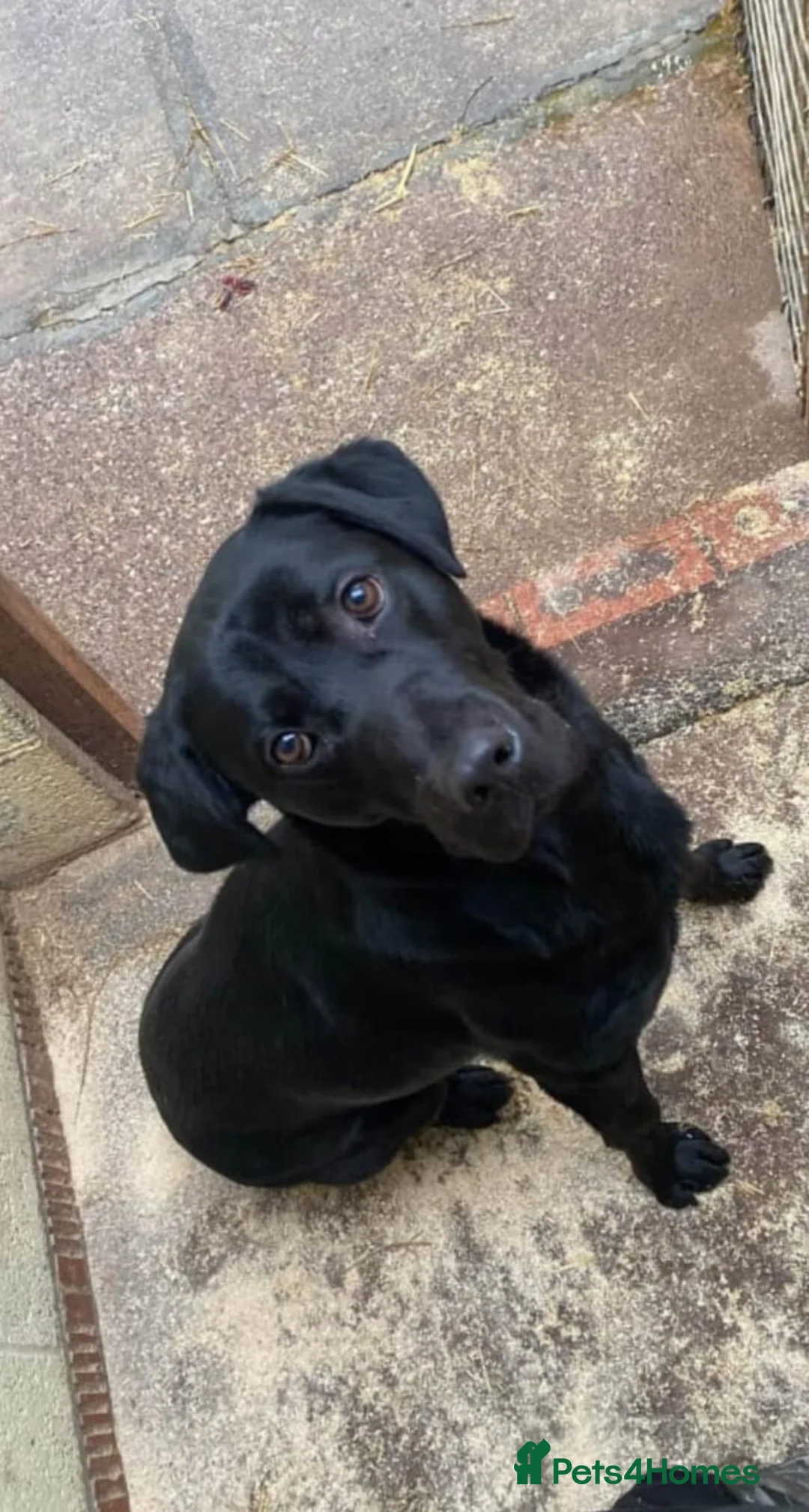 Labrador Retriever dogs for sale: Sweet but Batty Labrador Male for Sale in Birmingham - Advert 3