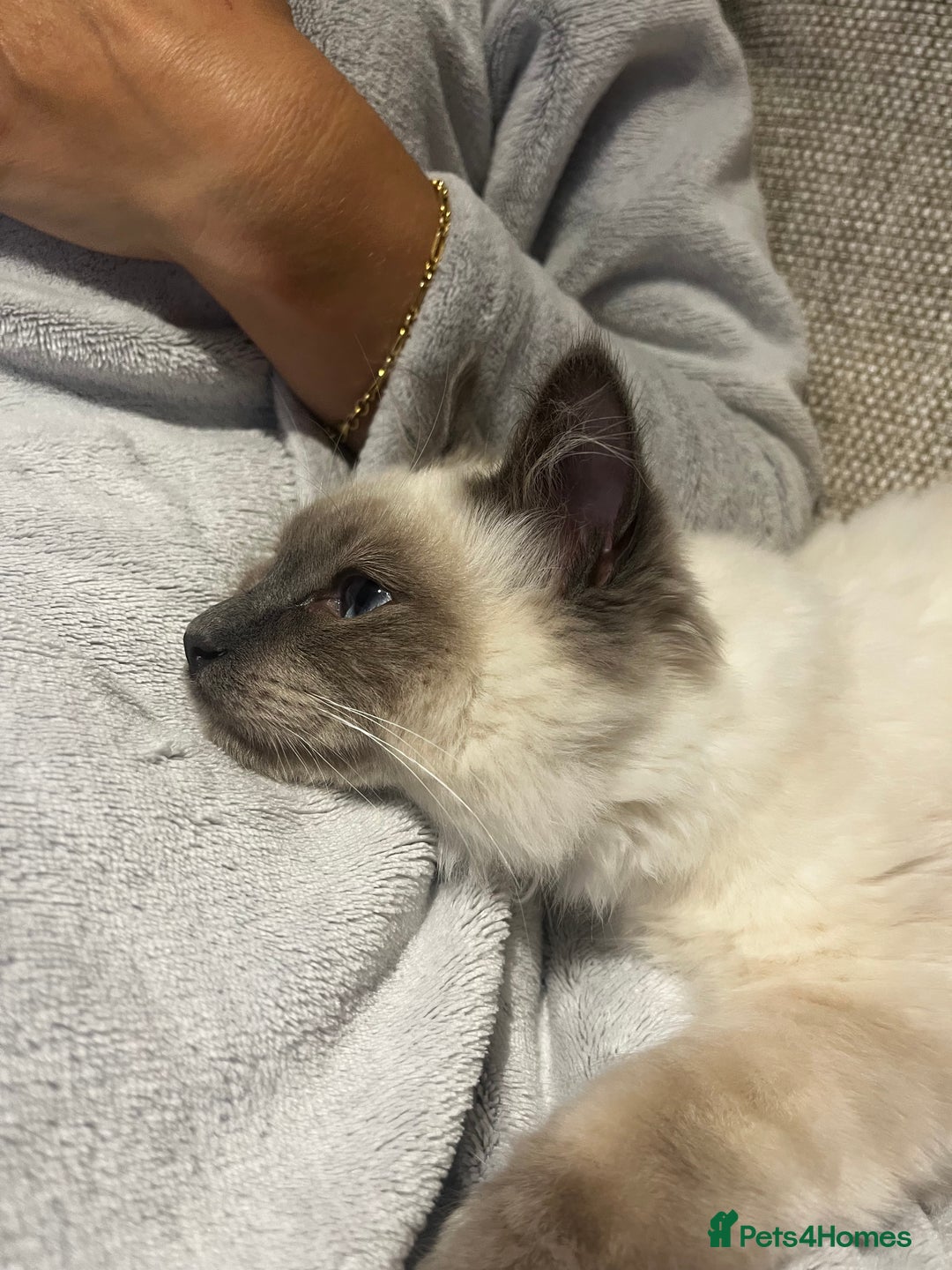 Ragdoll cats for sale: Gorgeous Mitted Bluepoint Ragdoll - Image 9