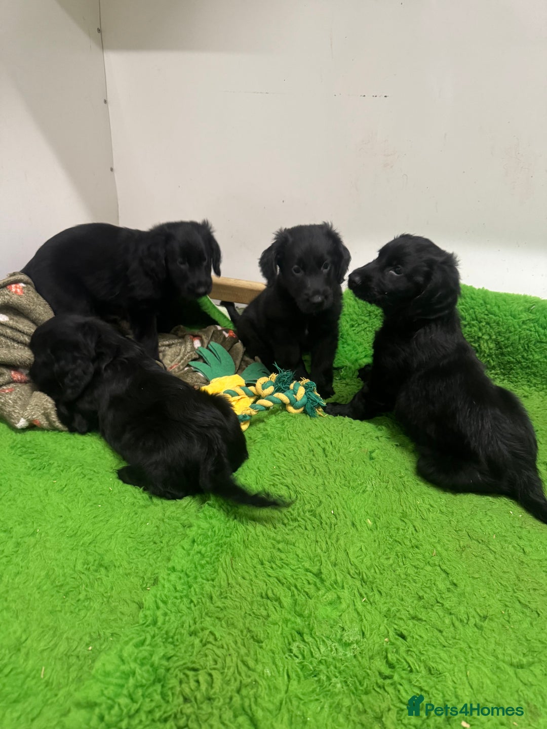 Flat coated Retriever dogs for sale: *2 Males* KC from working health tested parents - Image 9