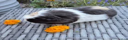 Guinea Pig rodents for sale: Beautiful Guine Pig Sows - Advert 7