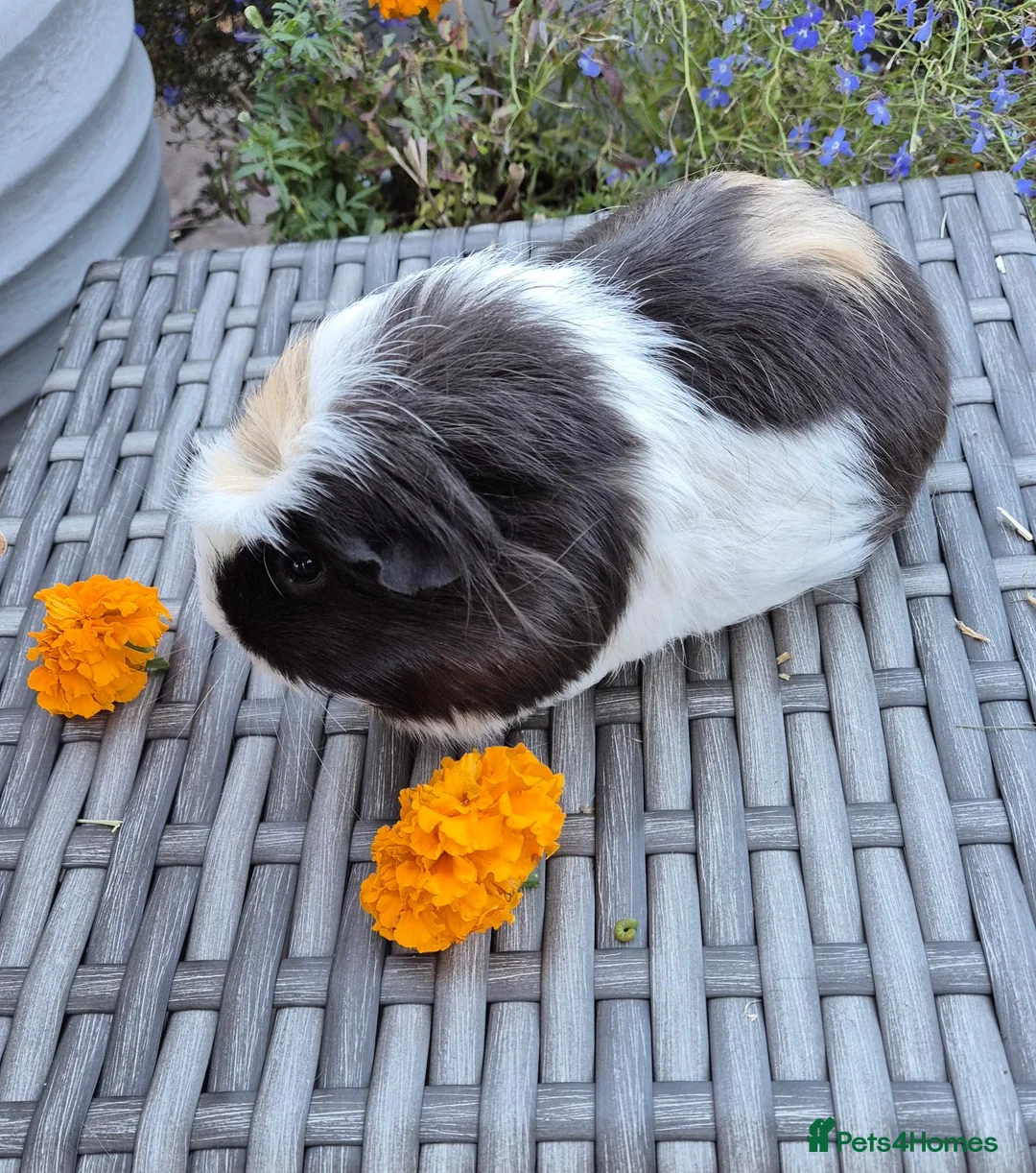 Guinea Pig rodents for sale: Beautiful Guine Pig Sows - Advert 7