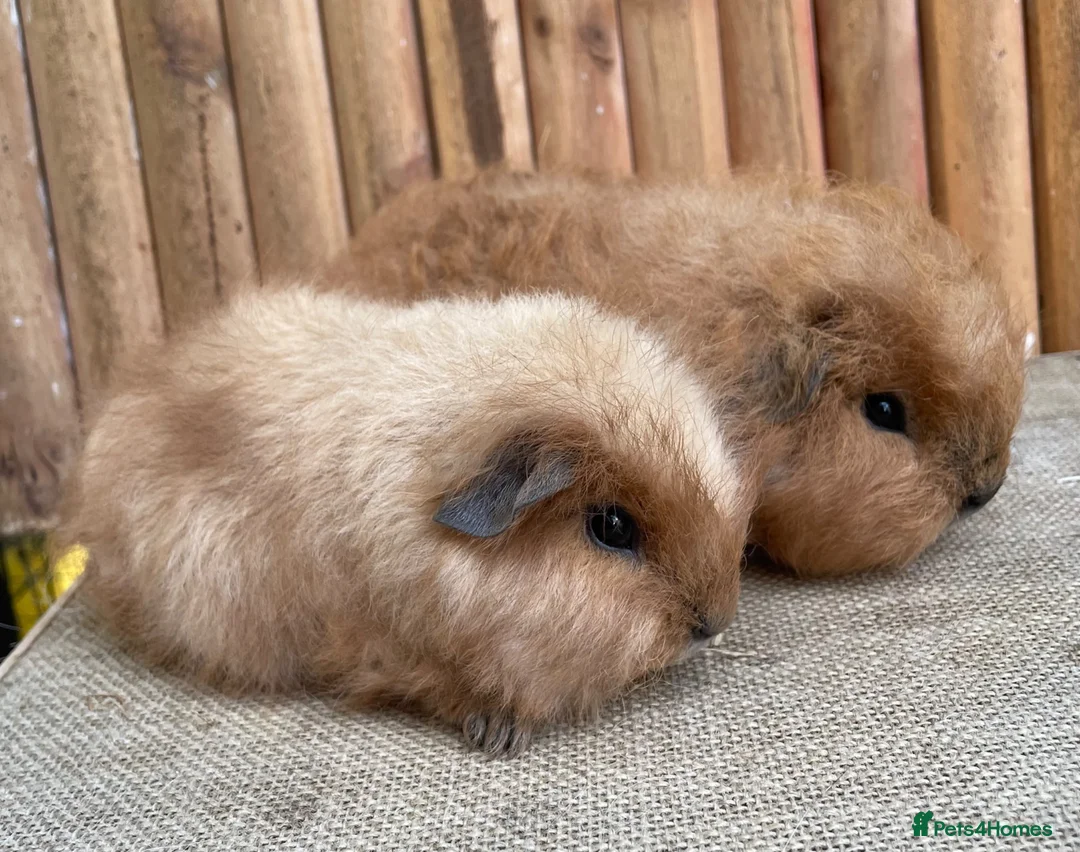 Guinea Pig rodents for sale: Swiss teddy babies  - Advert 1