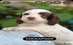 Cockapoo dogs for sale: Unusually fabulous cockapoos   - Image 4