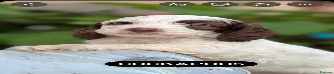 Cockapoo Puppy 5
