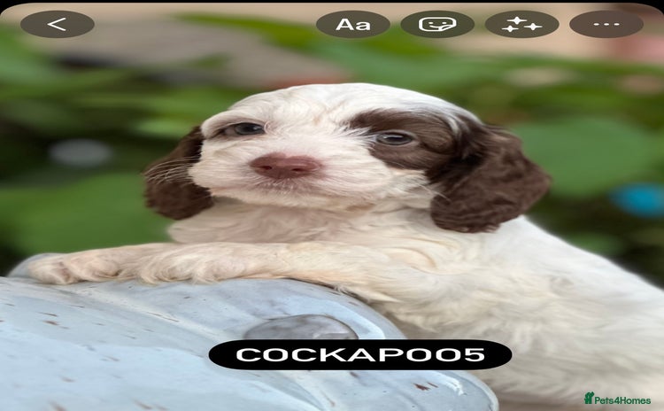 Cockapoo dogs - Advert 4