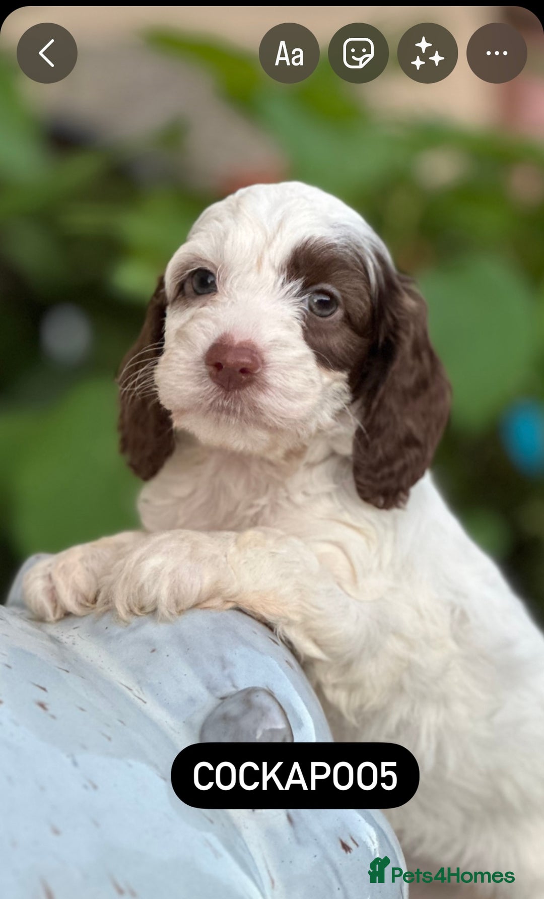 Cockapoo dogs for sale: Unusually fabulous cockapoos   - Image 4