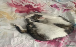 Mixed Breed cats for sale: Baby ready to go - Image 2