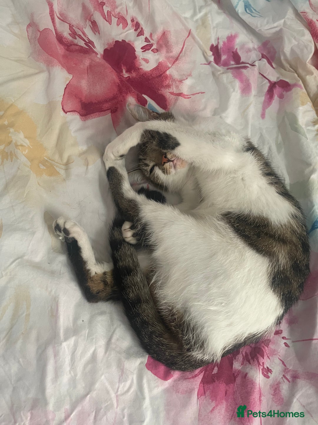 Mixed Breed cats for sale: Baby ready to go - Image 2