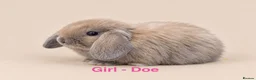Mini Lop rabbits for sale: 🐰 Adorable Mini Lop Bunnies–Ready 30th October!🐰 - Advert 3