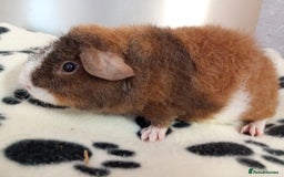 Guinea Pig rodents for sale: Teddy babies  - Image 3