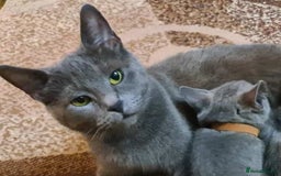 Russian Blue cats for sale:  Pure  Russian blue kittens. READY TO LEAVE - Image 2