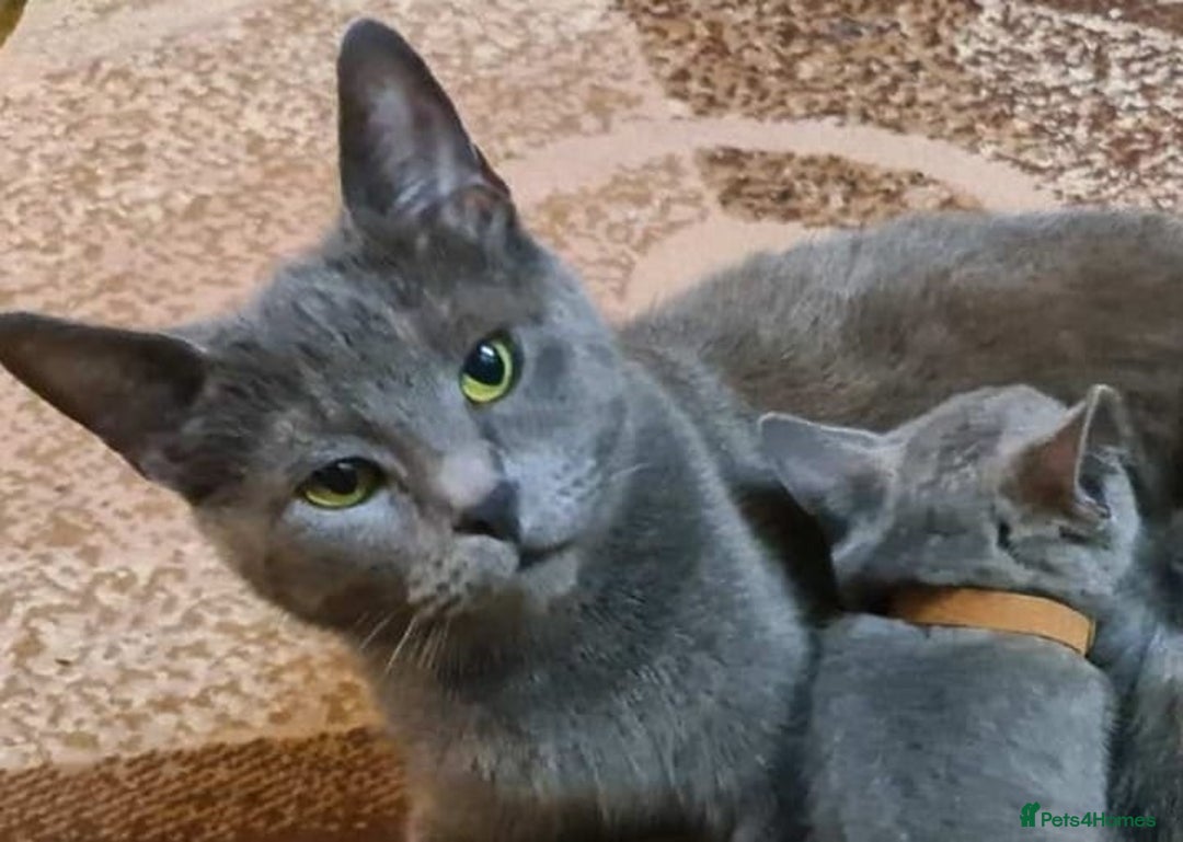 Russian Blue cats for sale:  Pure  Russian blue kittens. READY TO LEAVE - Image 2