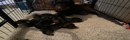 Miniature Dachshund dogs for sale: Miniature wirehaired dachshund puppies (Teckels) - Advert 3