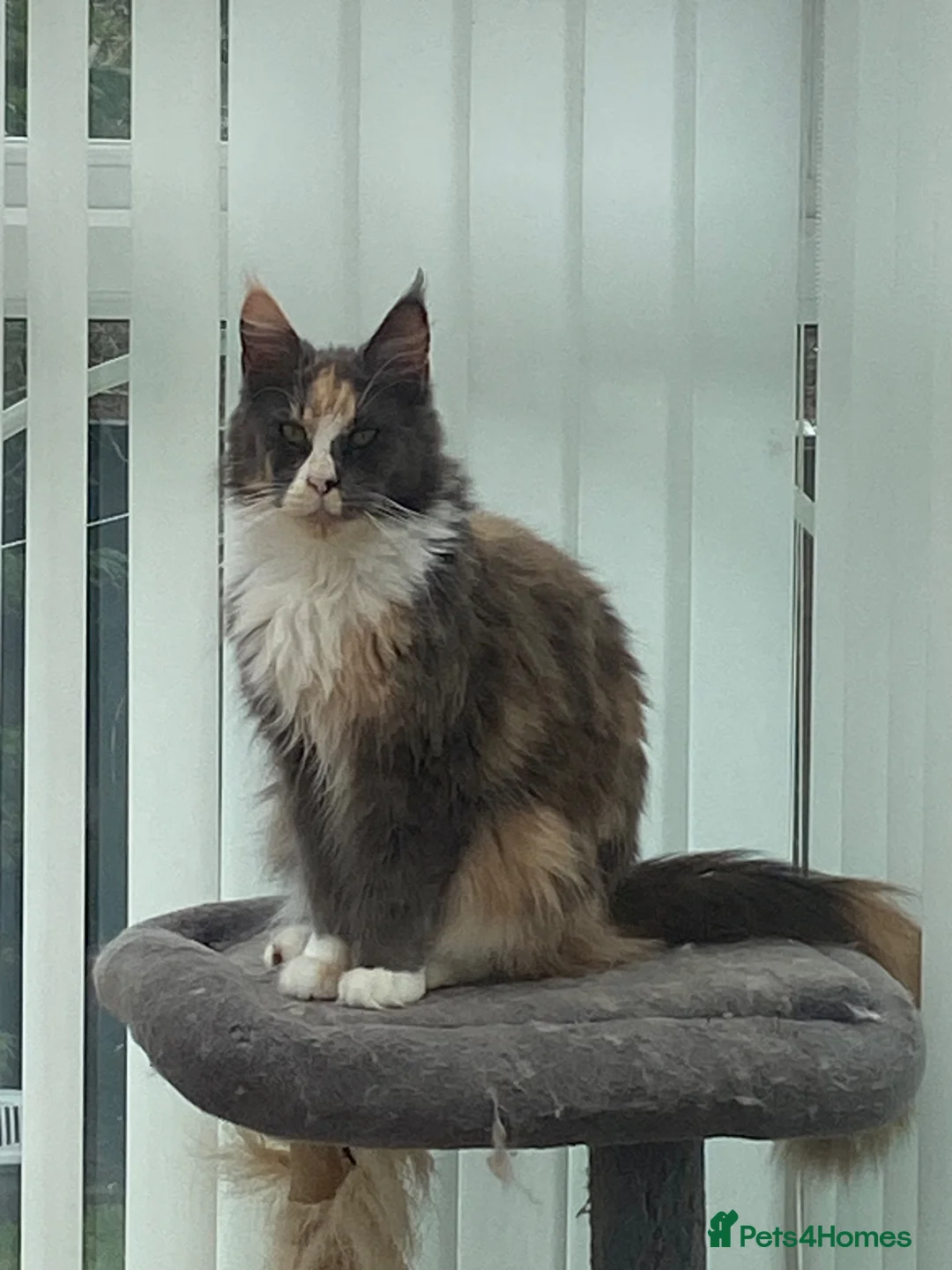 Maine Coon cats for sale: Mainecoon Queen  - Advert 2