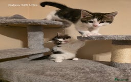 Mixed Breed cats for sale: 4 little kittens looking lovely new home.  - Image 13