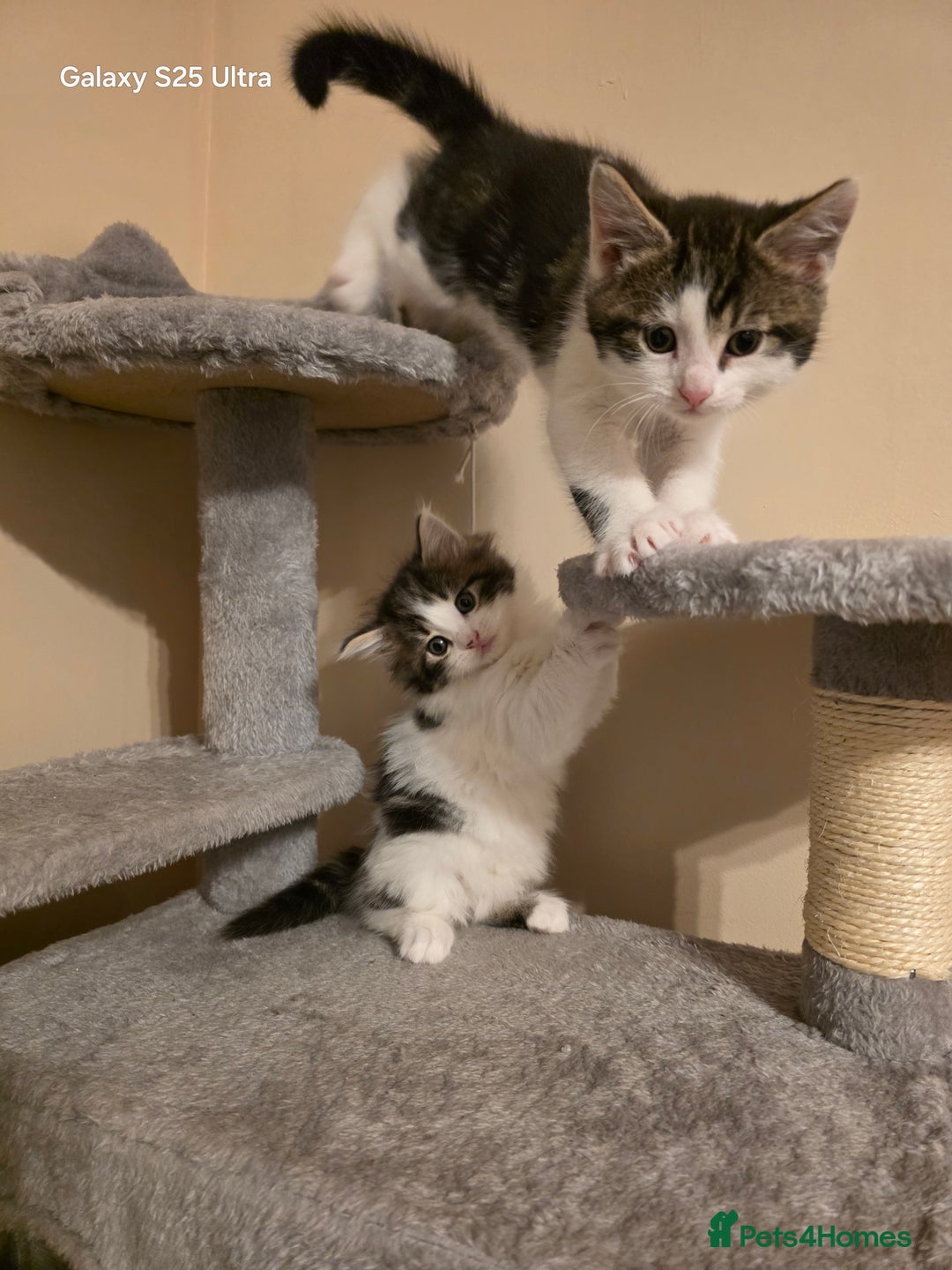 Mixed Breed cats for sale: 4 little kittens looking lovely new home.  - Image 13