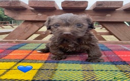 Jackapoo dogs for sale: Jackapoo Puppies - Image 7