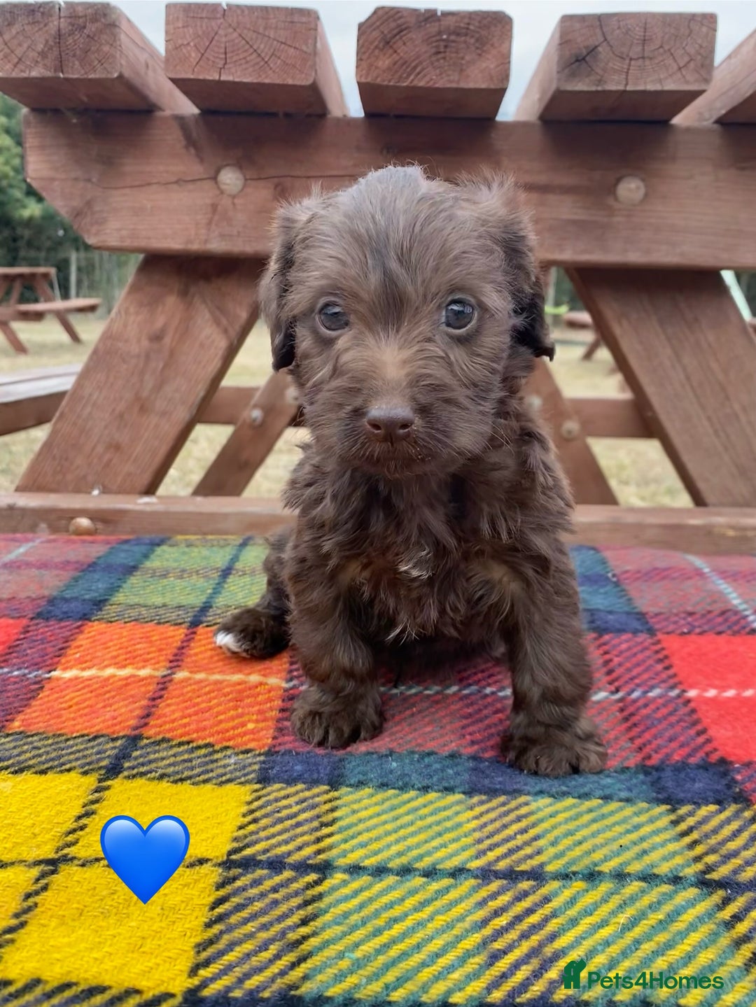 Jackapoo dogs for sale: Jackapoo Puppies - Image 7