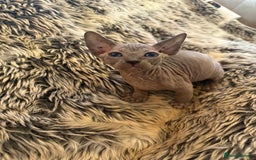 Sphynx cats for sale: 🖤 Sphynx Kittens for Sale – Ready August 🐾 - Image 9