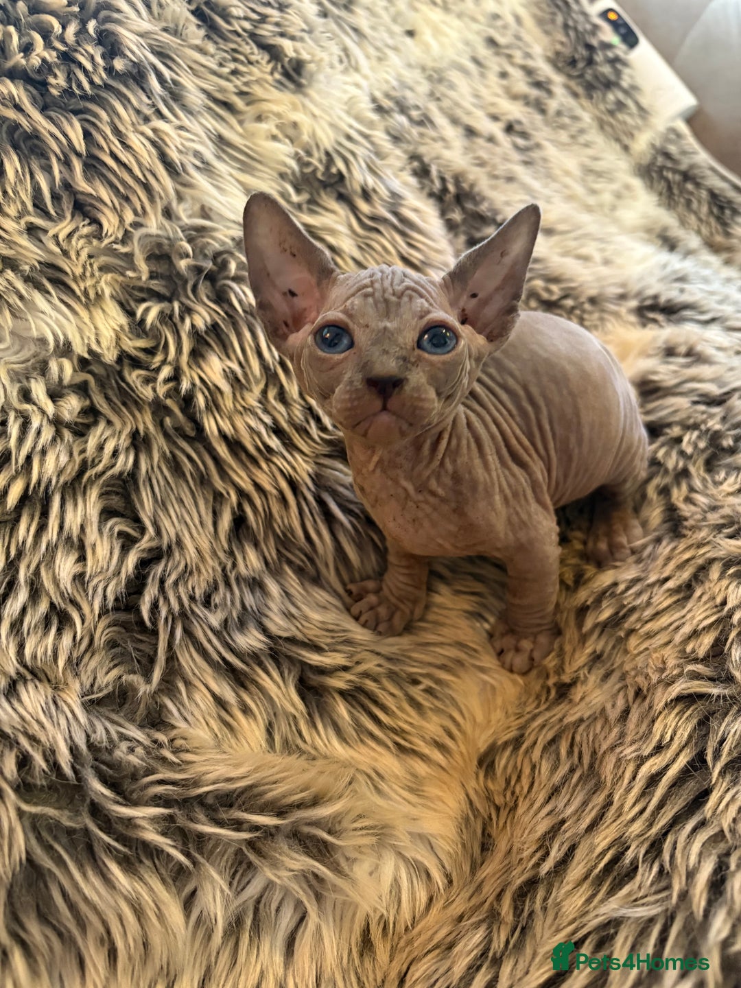 Sphynx cats for sale: 🖤 Sphynx Kittens for Sale – Ready August 🐾 - Image 9