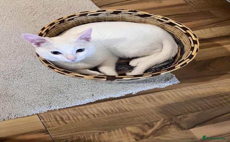 Ragdoll cats - Advert 2
