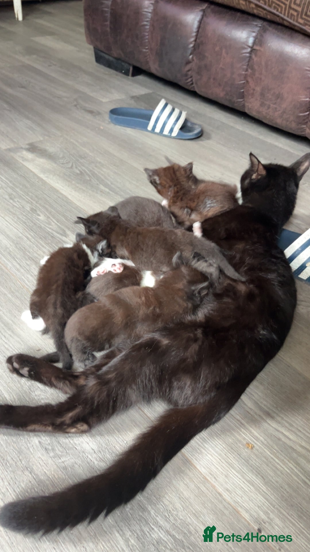 Mixed Breed cats for sale: Kittens for sale  - Image 5