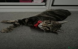 Russian Blue cats for sale: Russian blue boy cross bengal grey - Image 21