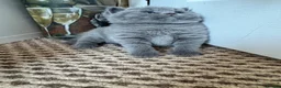 British Shorthair cats for sale: British Shorthair kittens GCCF 2 boys 1 girl - Advert 8