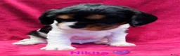Cavalier King Charles Spaniel dogs for sale: Cavalier King Charles Spaniels  in Tavistock - Advert 5