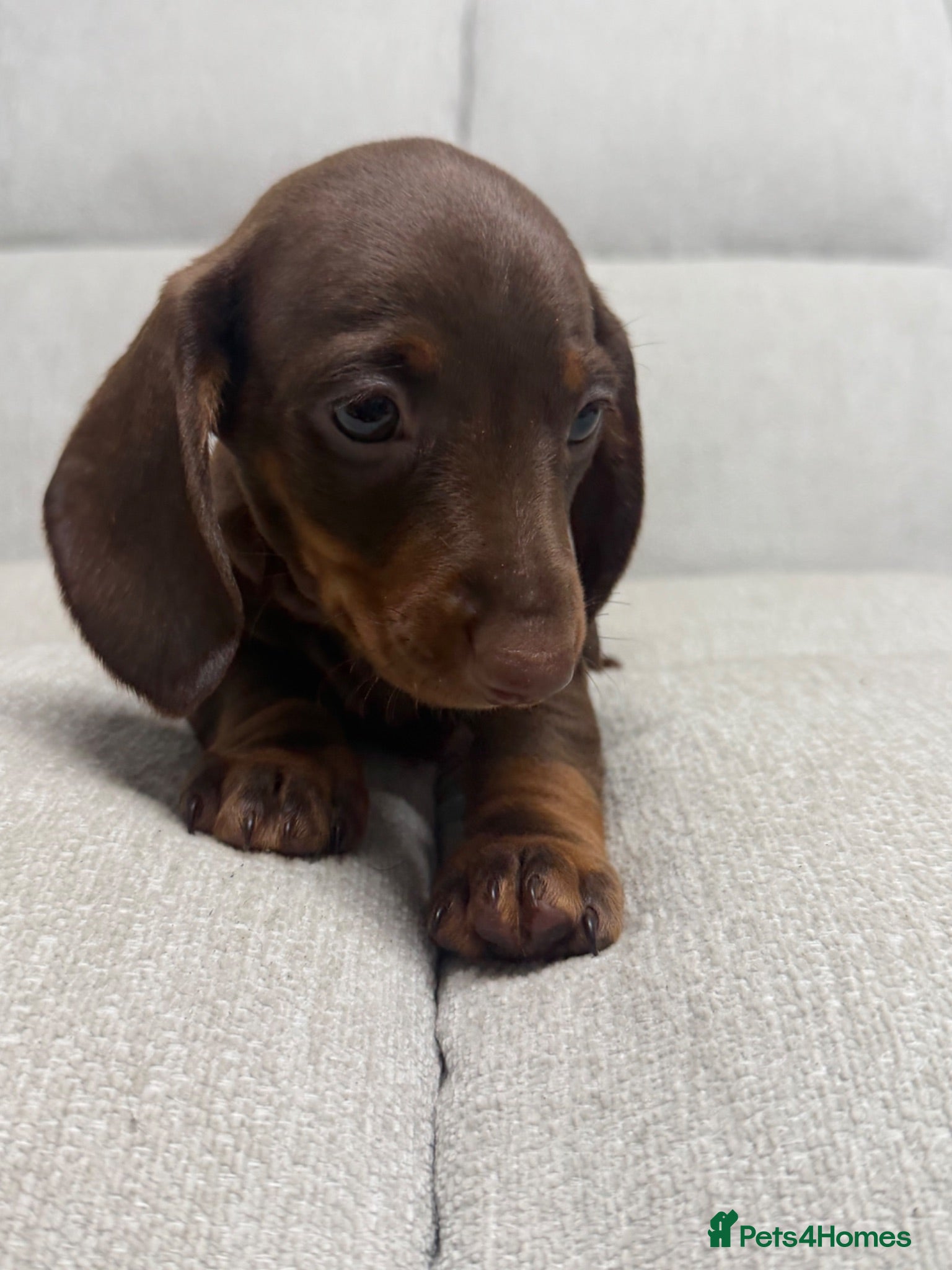 Miniature Dachshund dogs Beautiful litter of miniature dachshunds - Advert 2